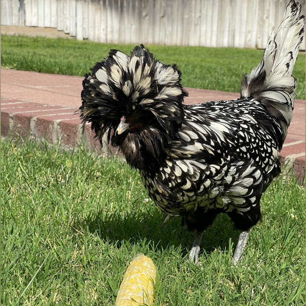 All the cluck is about… 🤓😎😍